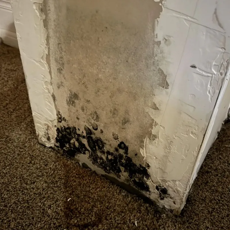 Professional Mold Removal in Hope, IN